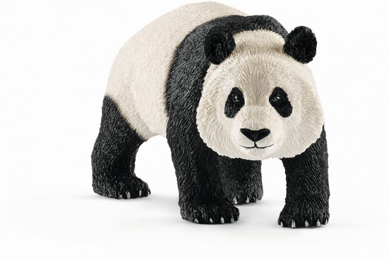 Panda géant mâle