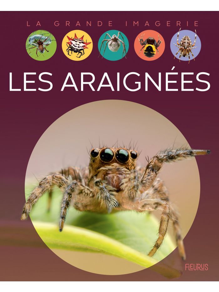 La grande imagerie - Les araignées