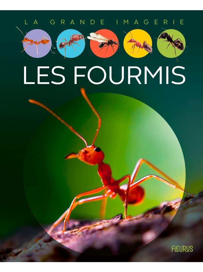 La grande imagerie - Les fourmis