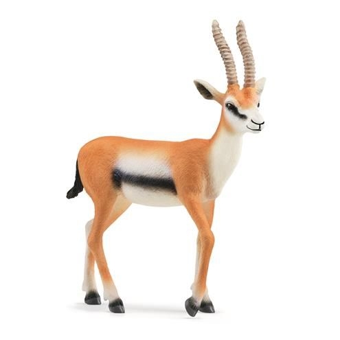 Gazelle de Thomson