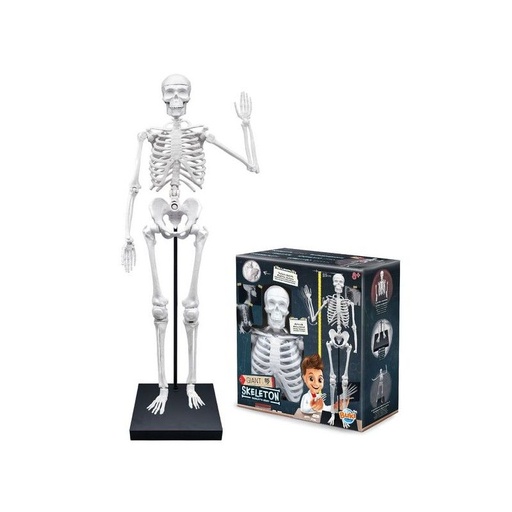 [JPM TOYS-Bu2181] Squelette 85cm