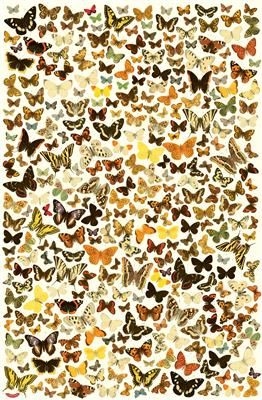 Affiche d'activités XL - Trouvez les sosies papillons