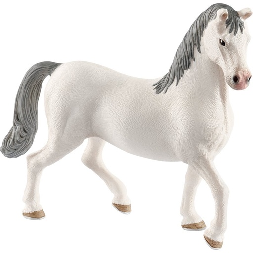 [Puppy-13887] Horse club - étalon lipizzan