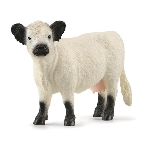 [Puppy-13960] Vache Galloway