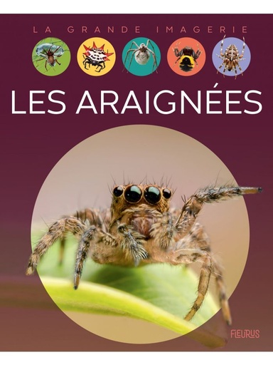 [9782215182894] La grande imagerie - Les araignées