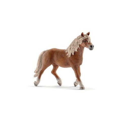 [Puppy-13813] Horse club - étalon haflinger